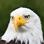Birds Wallpapers icon