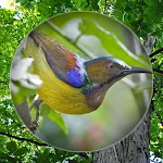 Suara Burung Kolibri Pikat icon