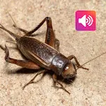 Cricket: Sounds & Ringtones icon