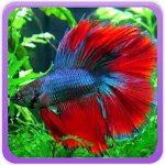 Betta Fish Wallpaper icon