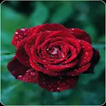 Red Rose HD Wallpapers icon
