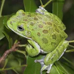 Georgia Frog Sounds icon
