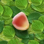 3D Petals Live Wallpaper icon