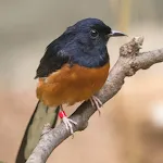 White-rumped shama icon