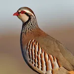 Perdiz Reclamo icon