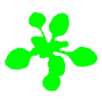 Easy Leaf Area icon