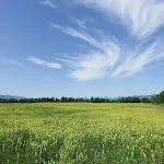 Meadow Sound icon