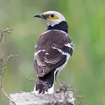 Black-collared starling calls icon