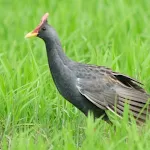 Watercock Bird Sound icon