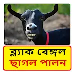 ছাগল পালন (ব্ল্যাক বেঙ্গল) icon