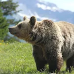 Bear Sounds icon