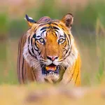 Tiger Sounds icon