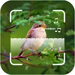 Bird Identifier: Picture Sound icon
