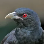 Asian koel bird sounds icon