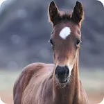 Baby Horse Wallpaper icon