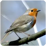 Birds Sounds for Bird icon