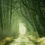 Real Forest Live Wallpaper icon