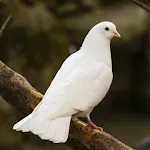 Dove soundboard icon