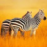 The Zebra icon