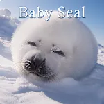 Baby Seal Theme icon