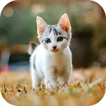 Cat Wallpaper 2025 icon