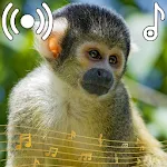 Monkey Sounds Ringtone icon