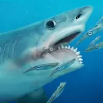 Talking Helicoprion icon