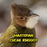 Masteran Cucak Jenggot Gacor icon