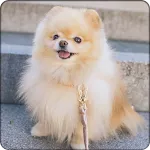 Dog wallpaper icon