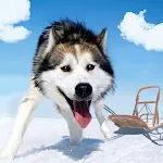 Alaskan Malamute Simulator icon