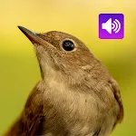 Nightingale: Bird Sounds icon
