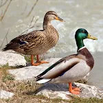 Bird Decoys: Songs and Calls icon