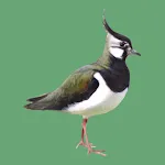 Decoy on swamp and waterfowl icon