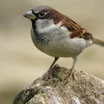 Sparrow Bird Sounds icon