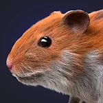 Hamster Clicker Earn Coins icon