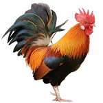 Bird sounds icon