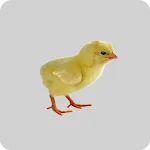 Broiler Farm Management icon