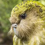 NZ Bird Sounds icon