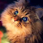Talking Somali Cat icon