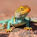 Lizard Sound Effects icon