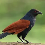 Coucal Sounds icon