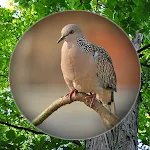 Suara Burung Tekukur Pikat icon