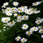 Daisies Live Wallpaper icon