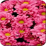 Flower Wallpaper icon