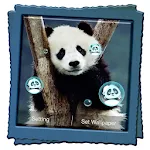 Panda Live Wallpaper icon