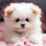 Cute Dog & Puppy Wallpaper 4K icon