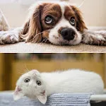 Am I a cat or dog? Test icon
