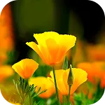 Flower Wallpaper 2024 icon