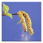 Pollen forecast icon